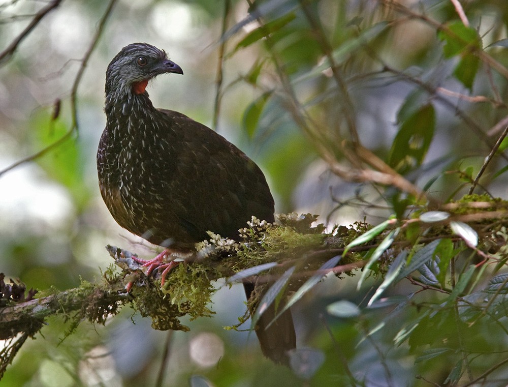 Andean Guan - ML205966311