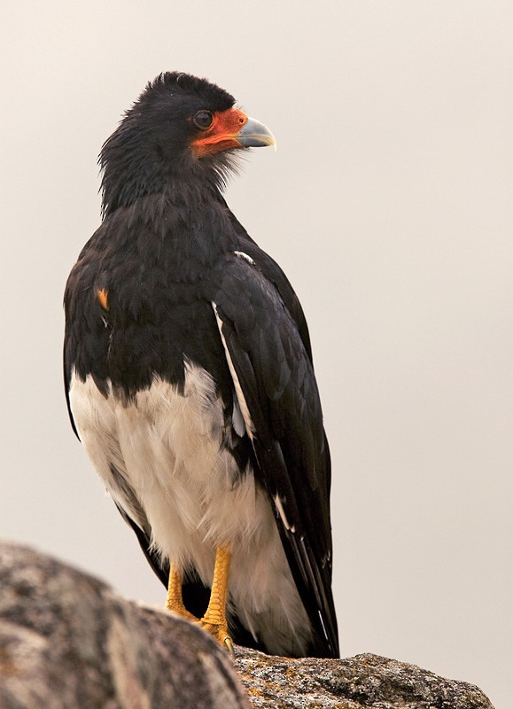 Mountain Caracara - ML205966381