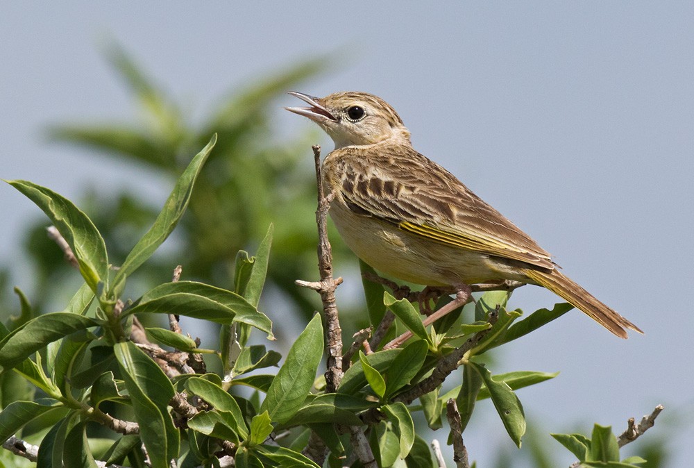 Golden Pipit - Lars Petersson | My World of Bird Photography