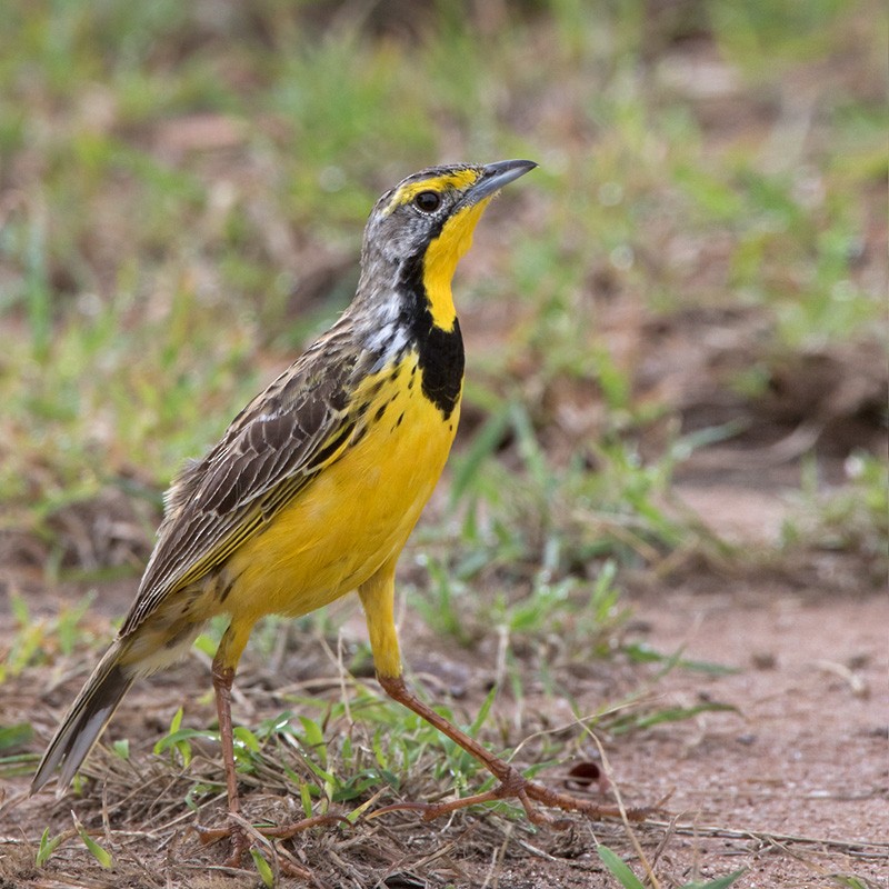 Yellow-throated Longclaw - ML205966541