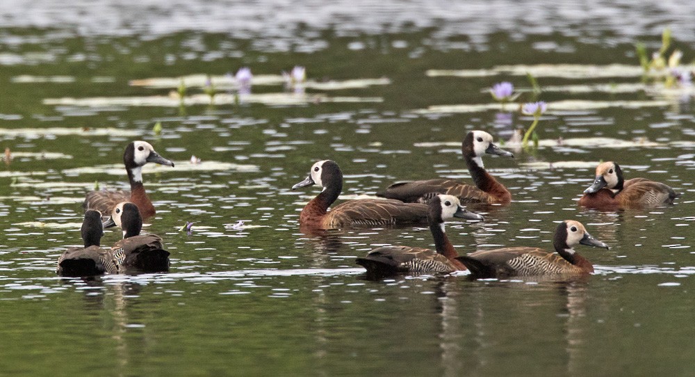 White-faced Whistling-Duck - ML205966701