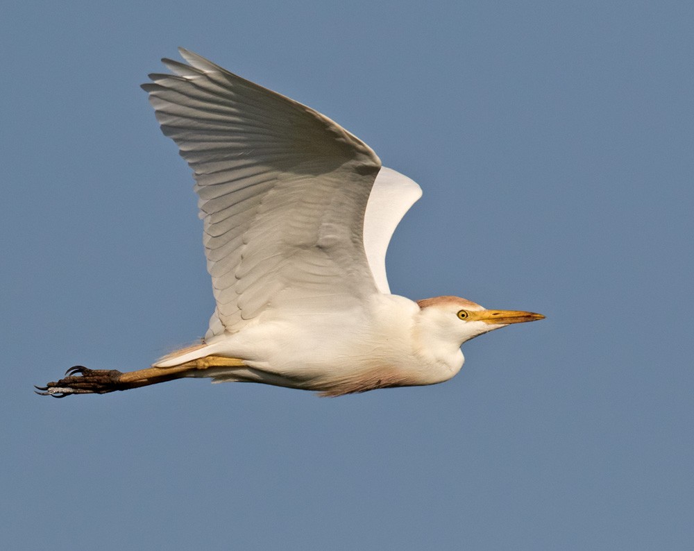 Western Cattle Egret - ML205966731