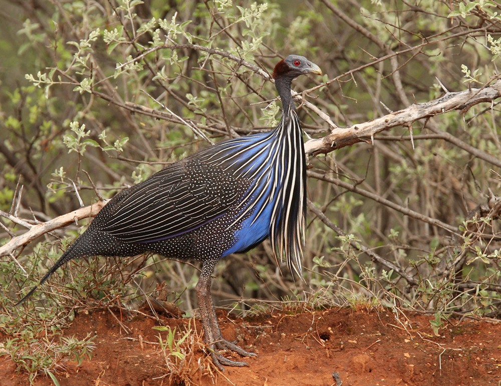 Vulturine Guineafowl - ML205966751