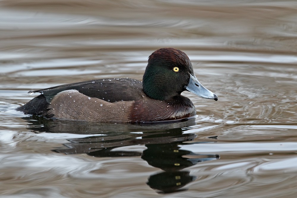 Ferruginous x Tufted Duck (hybrid) - Lars Petersson | My World of Bird Photography