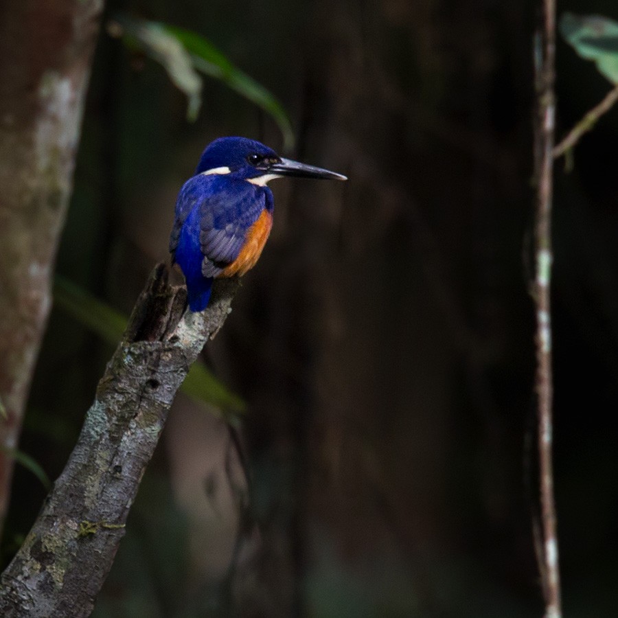 Azure Kingfisher - ML205967061