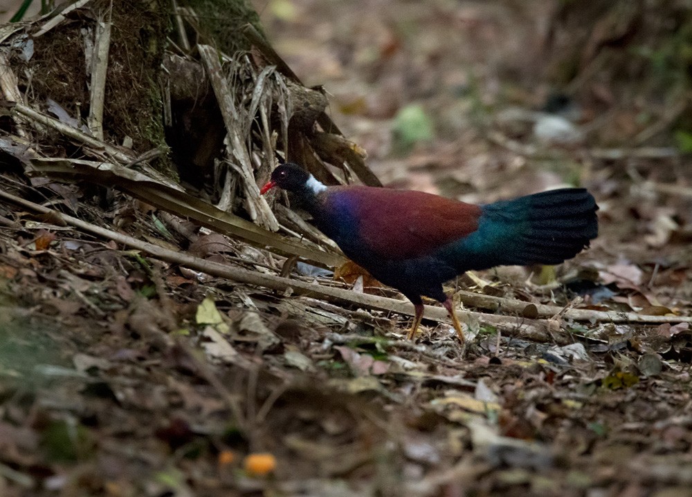 Pheasant Pigeon (Gray-naped) - ML205967071