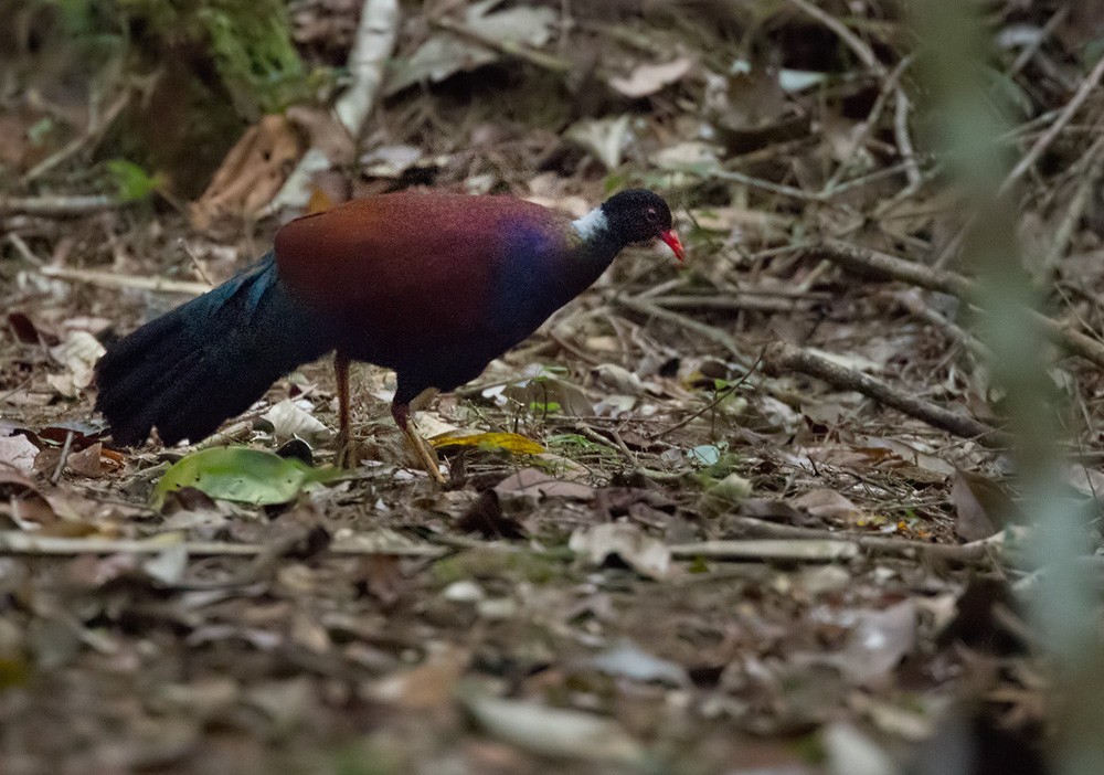 Pheasant Pigeon (Gray-naped) - ML205967081