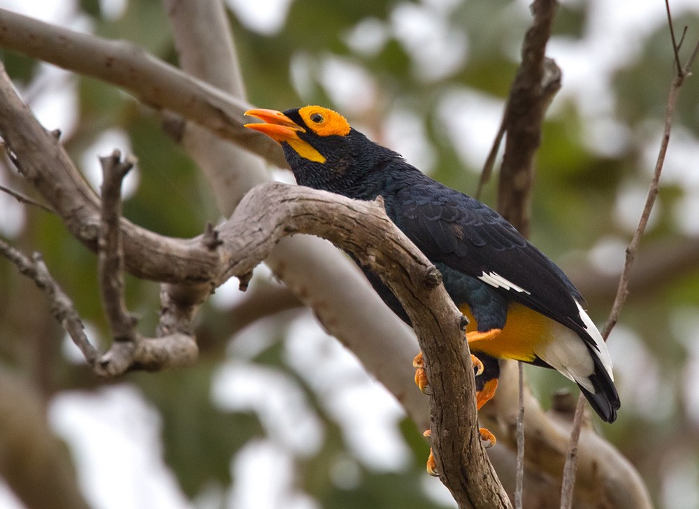 Yellow-faced Myna - Lars Petersson | My World of Bird Photography