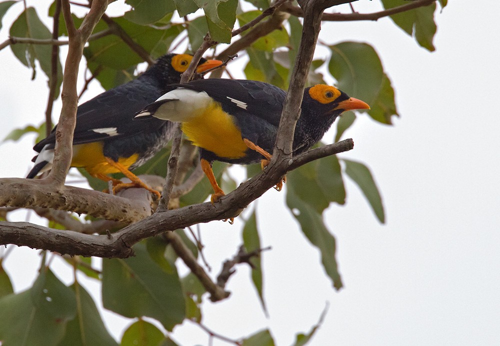 Yellow-faced Myna - Lars Petersson | My World of Bird Photography