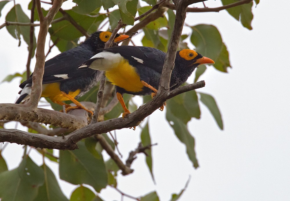 Yellow-faced Myna - ML205967101