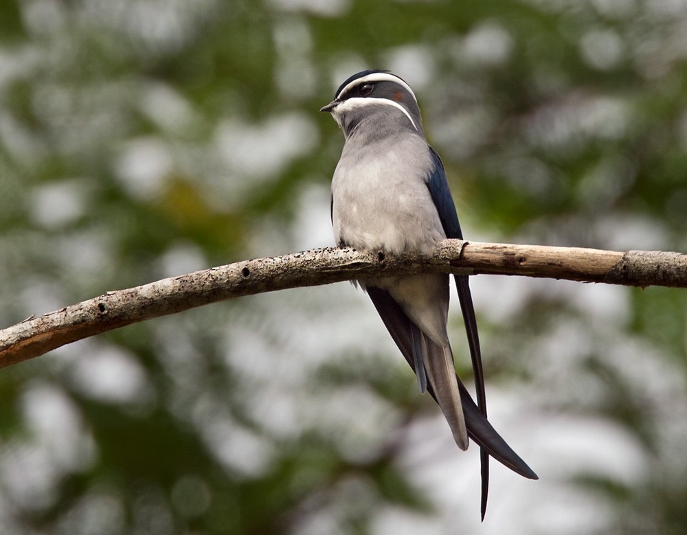 Moustached Treeswift - ML205967141