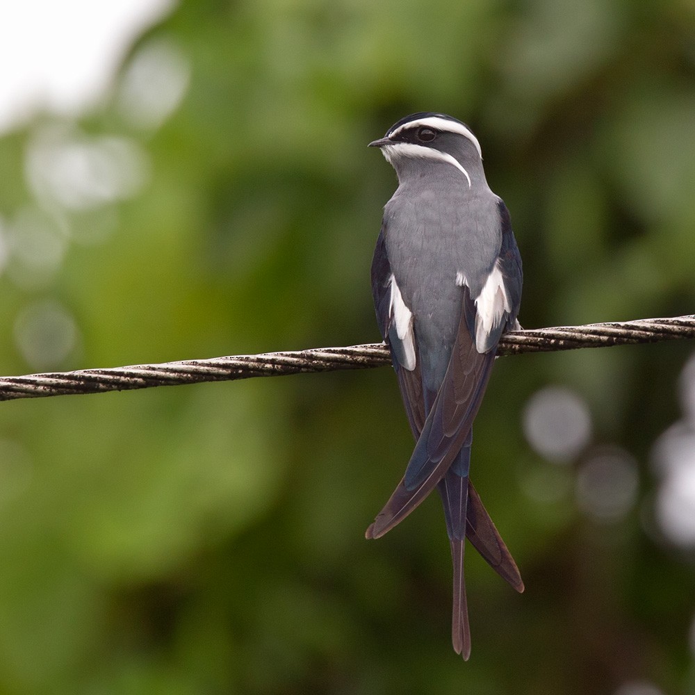 Moustached Treeswift - ML205967151