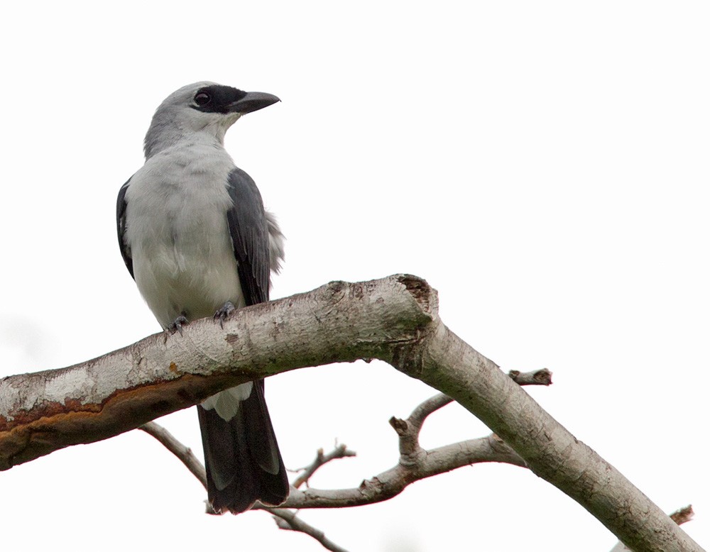 White-bellied Cuckooshrike (Manus) - Lars Petersson | My World of Bird Photography