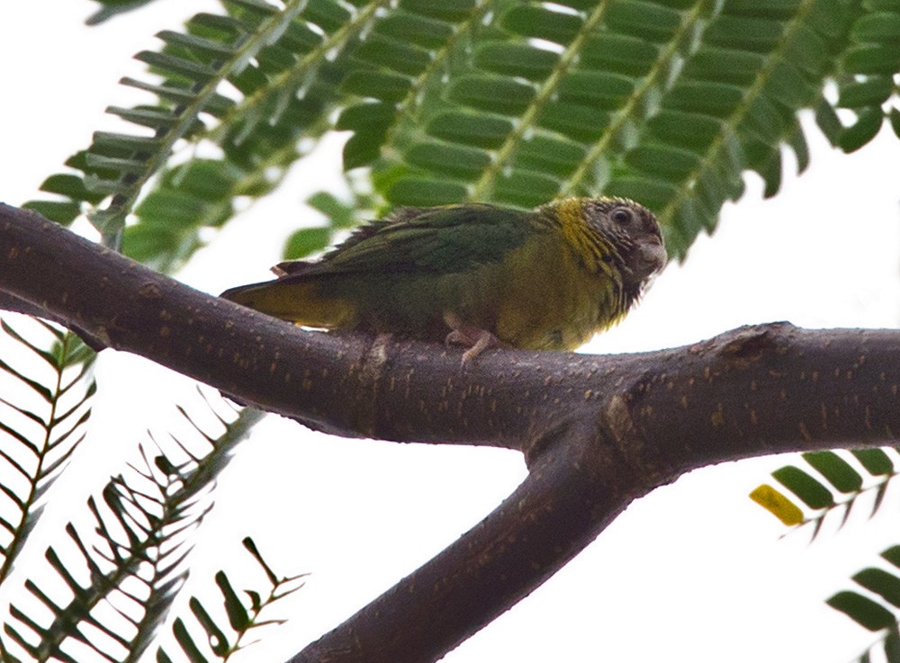 Meek's Pygmy-Parrot - ML205967201