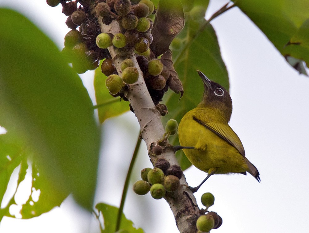 Black-headed White-eye - Lars Petersson | My World of Bird Photography