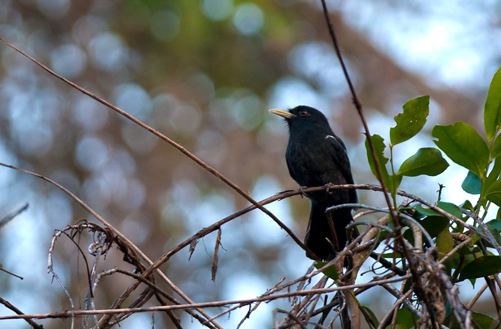 Yellow-billed Nunbird - ML205967341