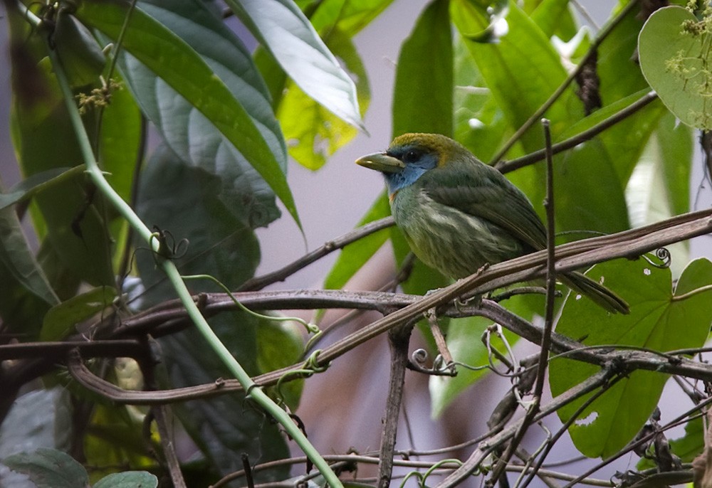 Versicolored Barbet (Blue-moustached) - ML205967371