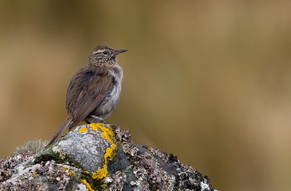 Streak-throated Canastero - Lars Petersson | My World of Bird Photography