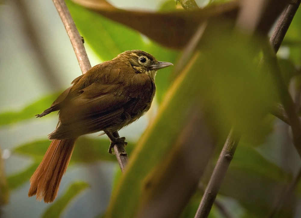 Montane Foliage-gleaner - Lars Petersson | My World of Bird Photography