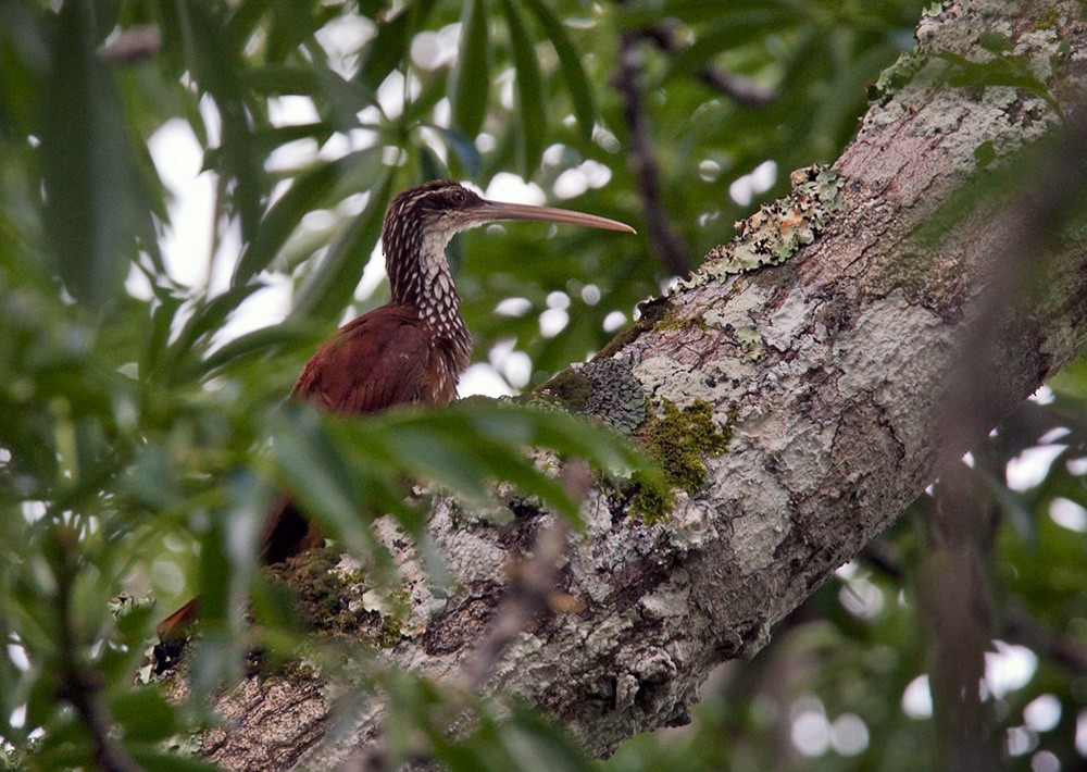 Long-billed Woodcreeper - Lars Petersson | My World of Bird Photography