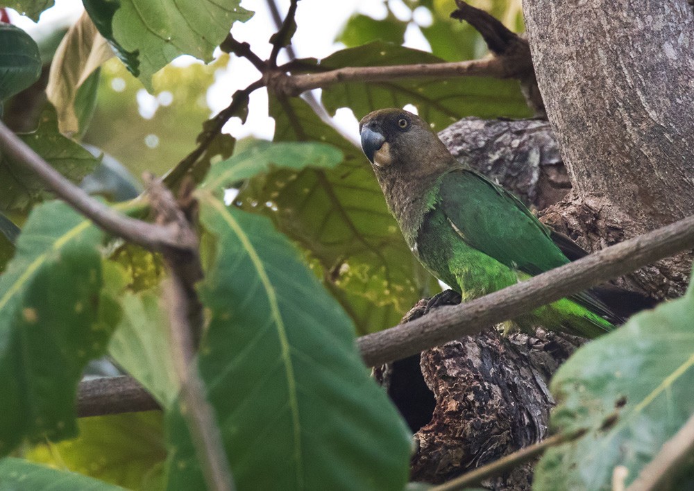 Brown-headed Parrot - ML205967711