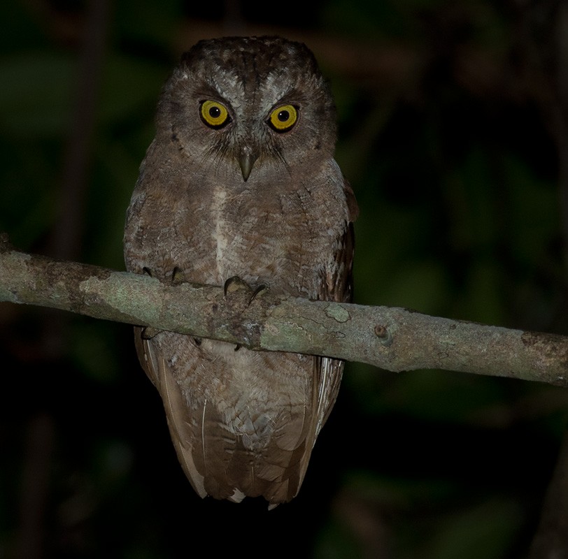 Pemba Scops-Owl - ML205967721