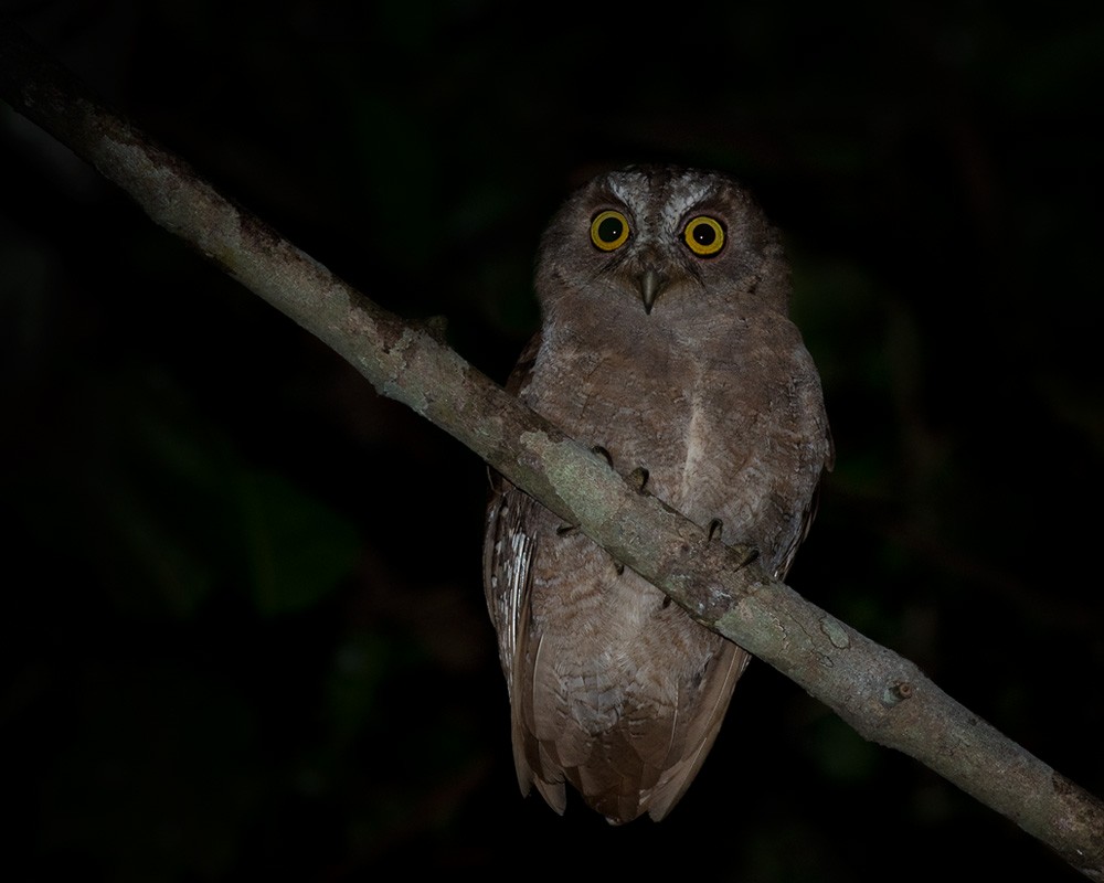 Pemba Scops-Owl - ML205967731