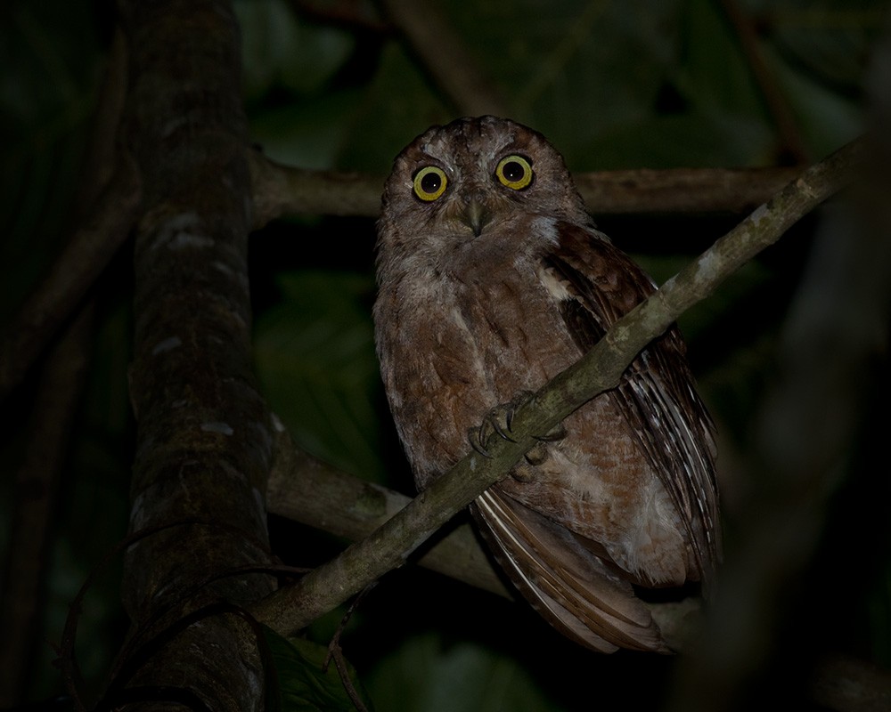 Pemba Scops-Owl - ML205967741