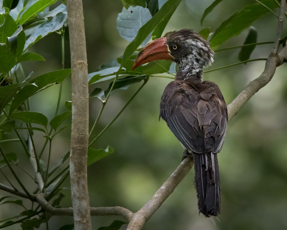 Crowned Hornbill - ML205967831