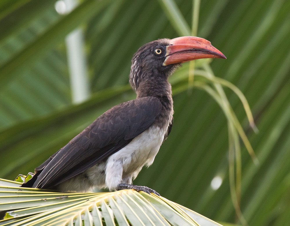 Crowned Hornbill - ML205967841