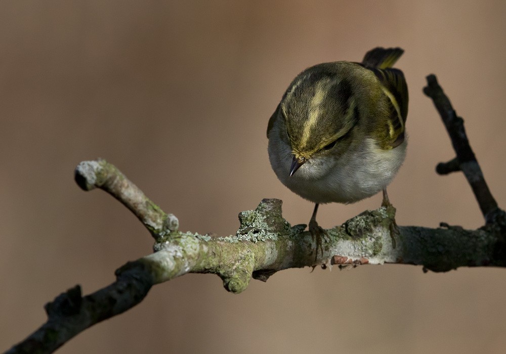 Pallas's Leaf Warbler - ML205968041