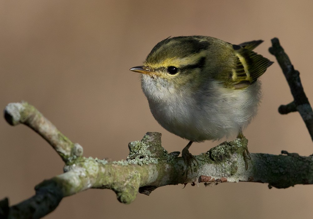 Mosquitero de Pallas - ML205968051