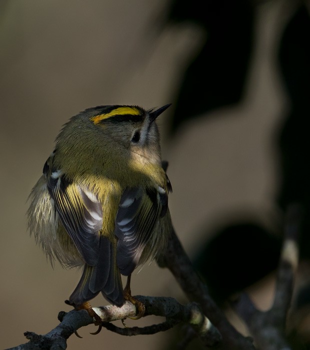 Goldcrest (European) - ML205968091