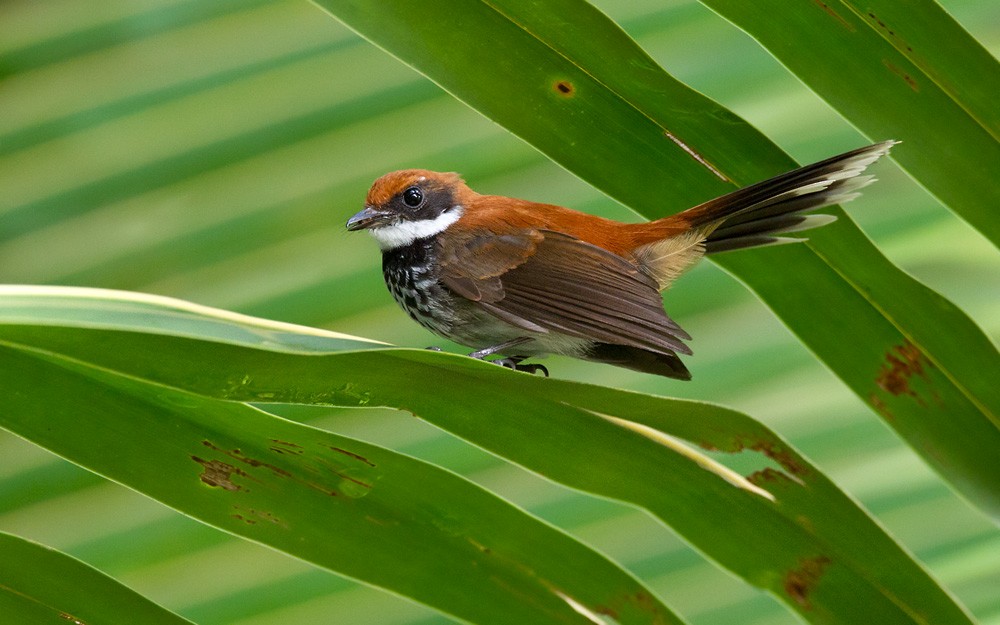 Manus Fantail - Lars Petersson | My World of Bird Photography