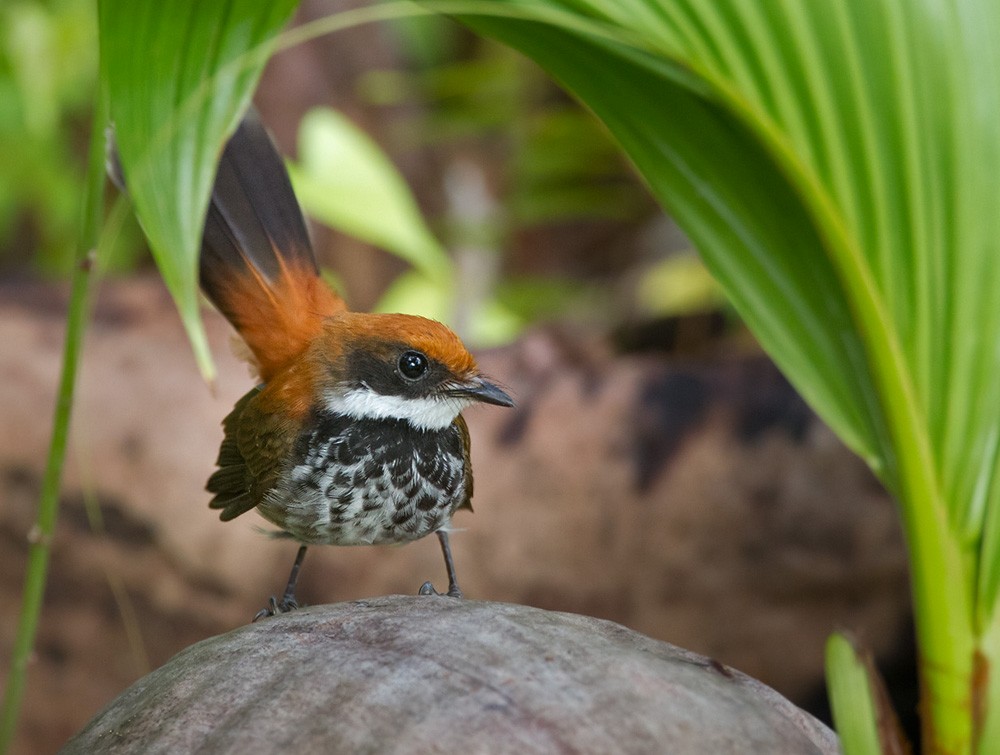 Manus Fantail - Lars Petersson | My World of Bird Photography