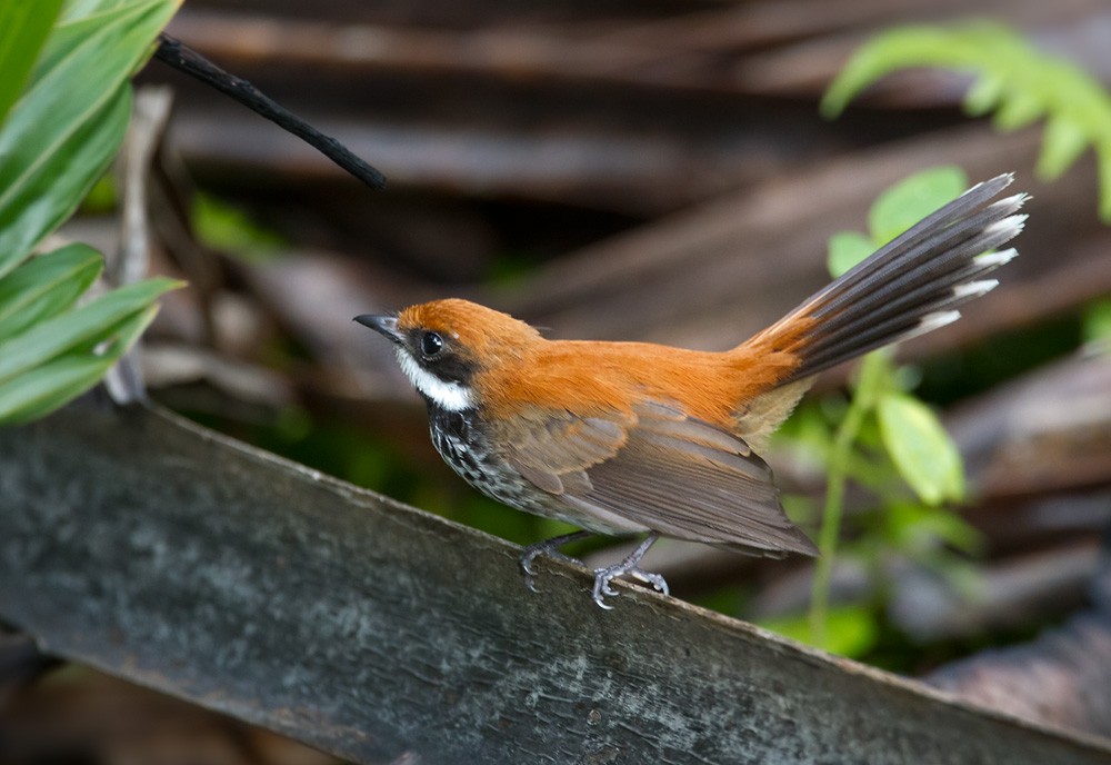 Manus Fantail - Lars Petersson | My World of Bird Photography