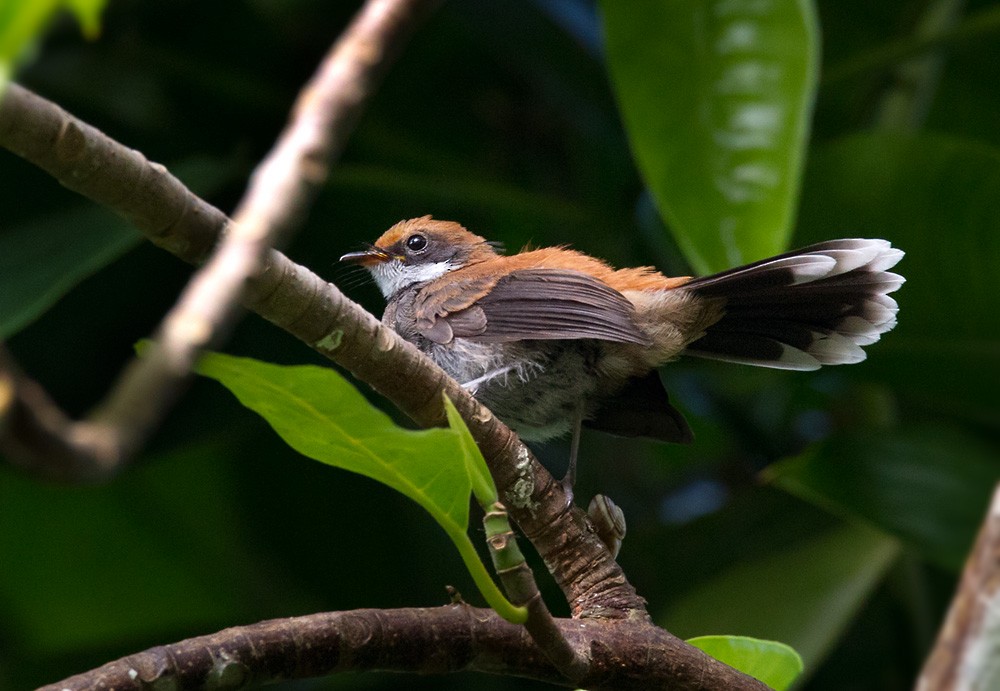 Manus Fantail - Lars Petersson | My World of Bird Photography