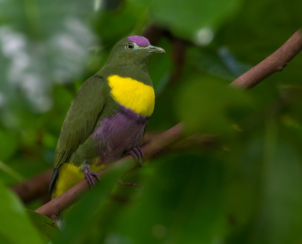 Yellow-bibbed Fruit-Dove - ML205968201