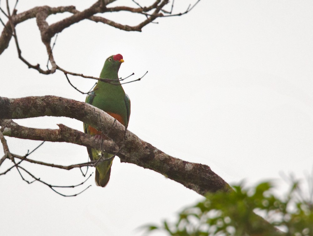 Knob-billed Fruit-Dove - ML205968281