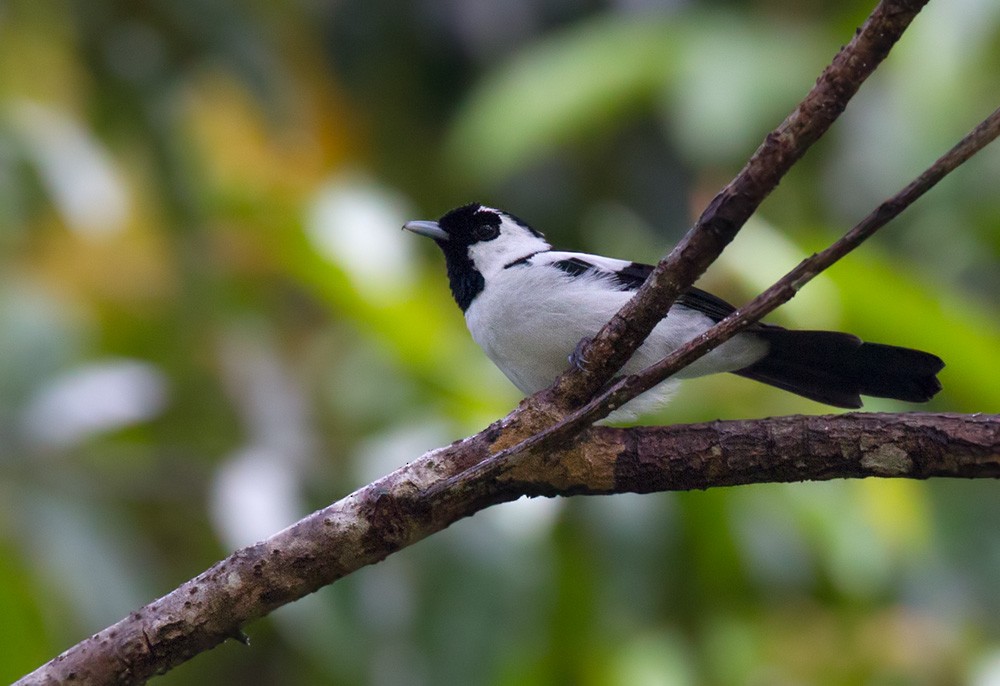 Black-tailed Monarch (Black-tailed) - ML205968291