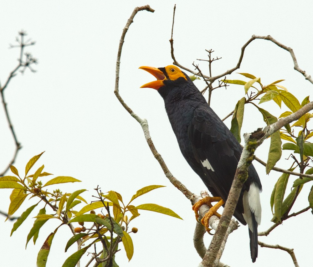 Long-tailed Myna - Lars Petersson | My World of Bird Photography