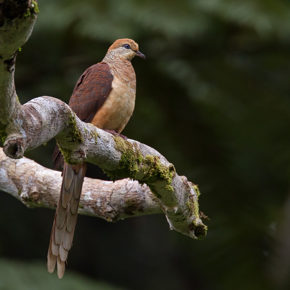 Amboyna Cuckoo-Dove - ML205968381