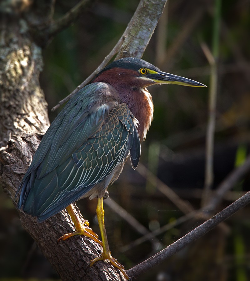 Green Heron - ML205968421