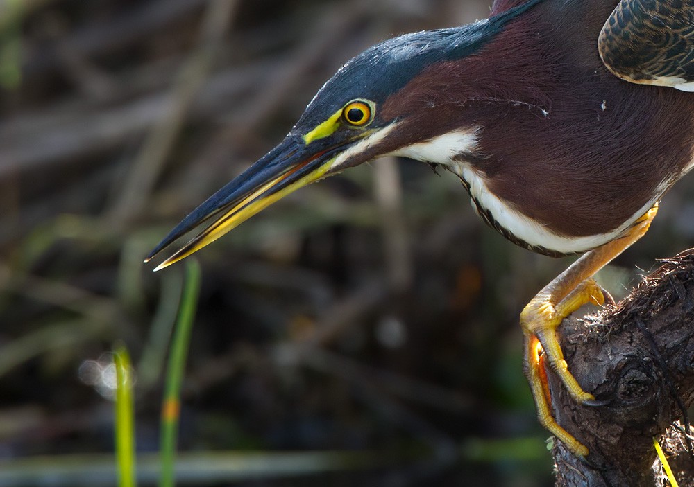 Green Heron - ML205968431