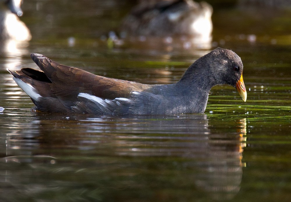 Common Gallinule - ML205968511