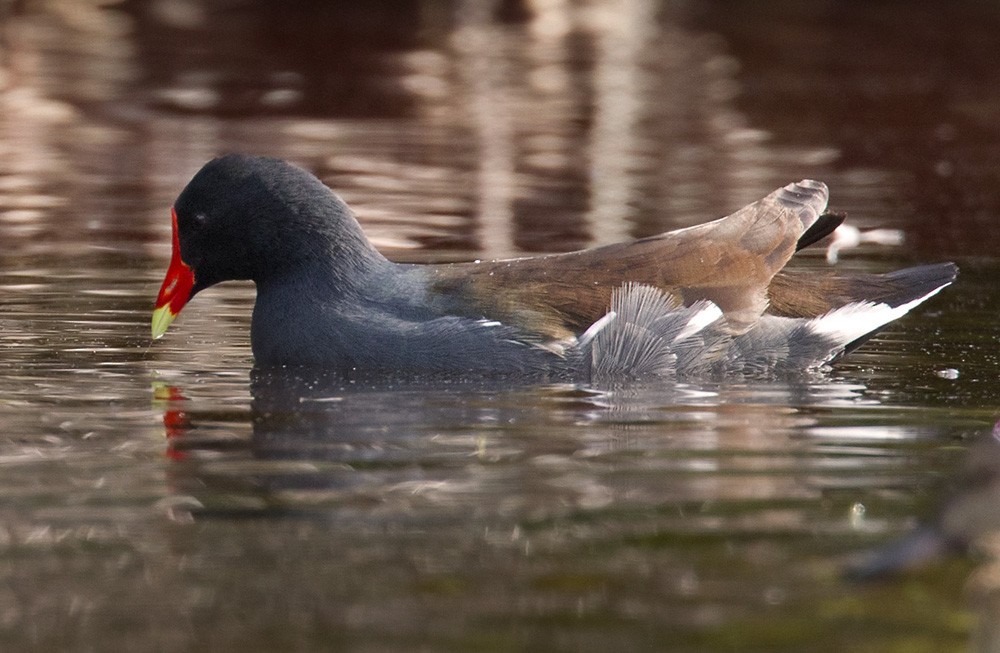 Common Gallinule - ML205968521