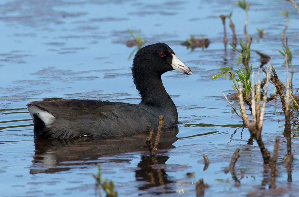 American Coot - Lars Petersson | My World of Bird Photography