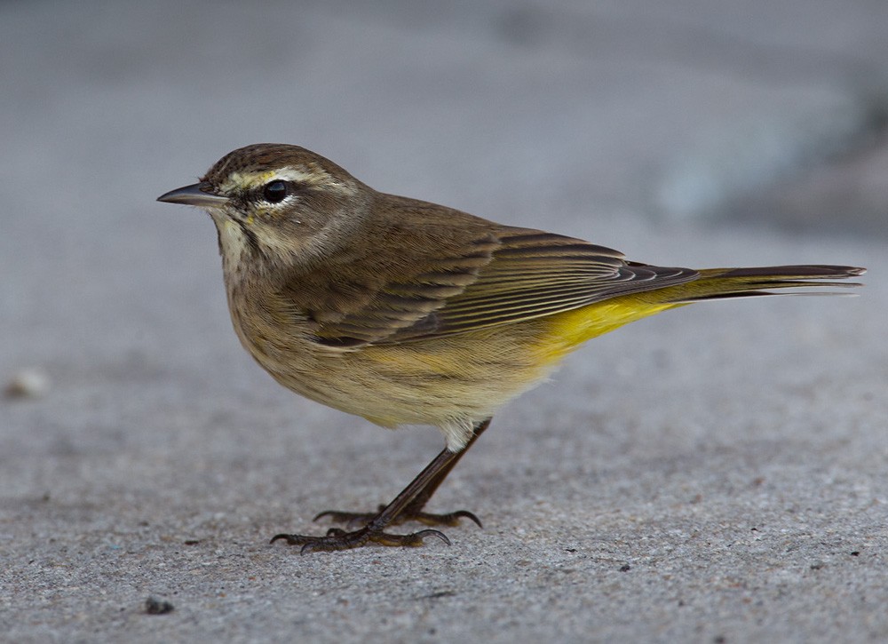 Palm Warbler - ML205968581