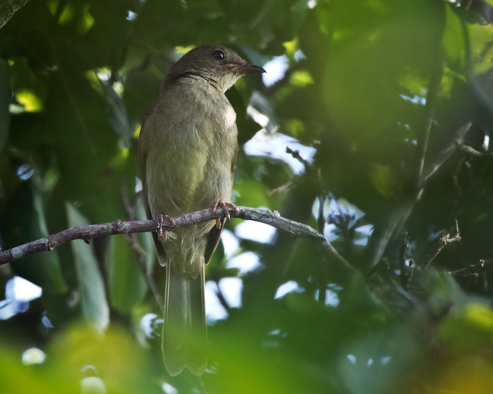 Little Greenbul - ML205968701