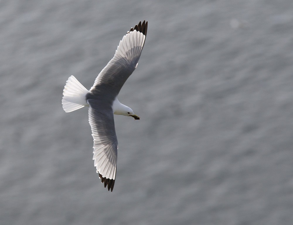 Black-legged Kittiwake (pollicaris) - Lars Petersson | My World of Bird Photography